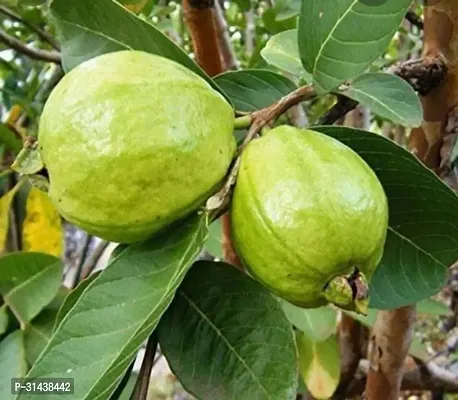 Natural Guava Plant