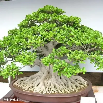 Natural Ficus Bonsai Plant-thumb0