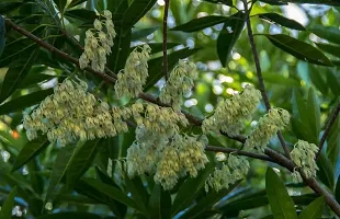 Natural Rudraksha Plant-thumb1