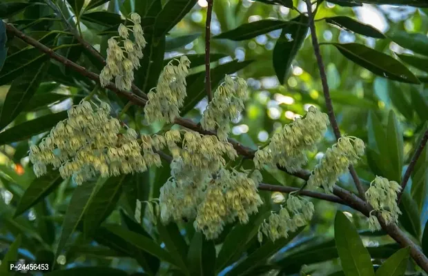 Natural Rudraksha Plant-thumb2