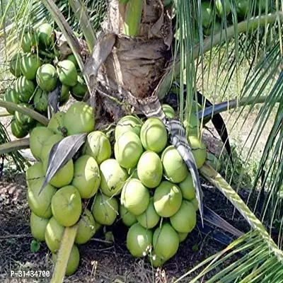 Natural Coconut Plant-thumb2