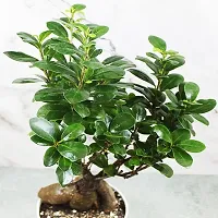 Ficus Bonsai-thumb1