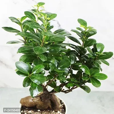 Ficus Bonsai-thumb2