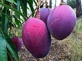 Natural Mango Plant-thumb1