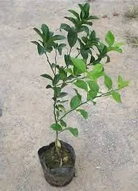 Lemon Plant-thumb3