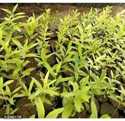 Natural White Sandalwood Plant-thumb3