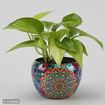 Natural Money Plant