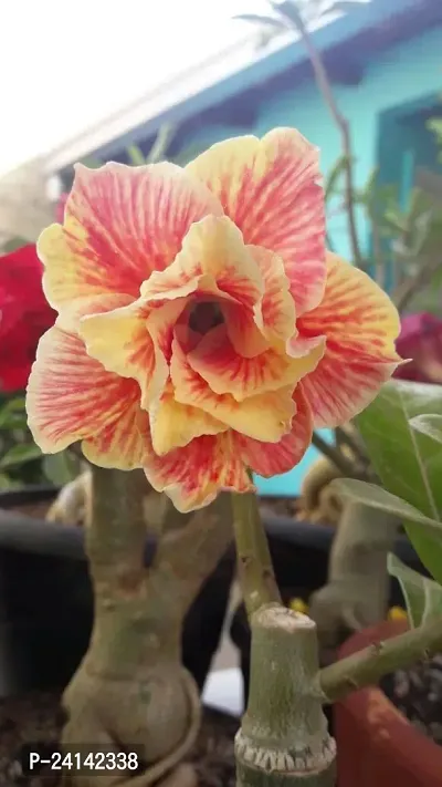 Adenium Plant