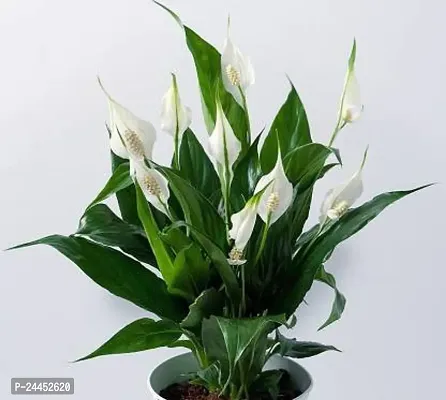 Natural Peace Lily Plant-thumb0