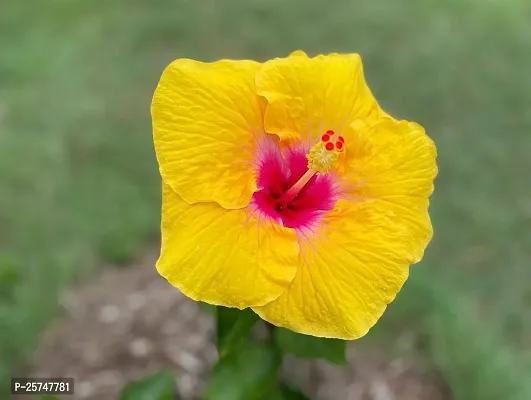 Hibiscus Plant