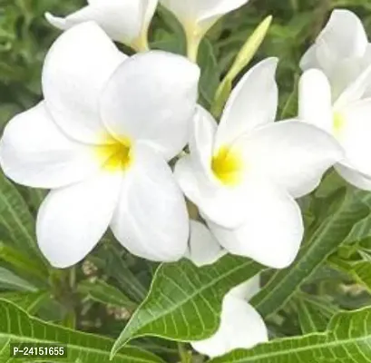 Plumeria Plant