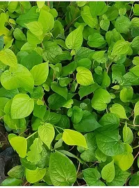 Natural Betel Leaf Plant-thumb3