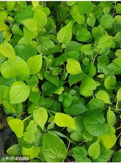 Natural Betel Leaf Plant-thumb4