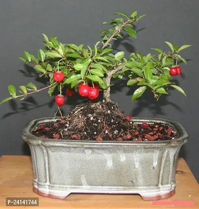 Cherry Fruit Plant