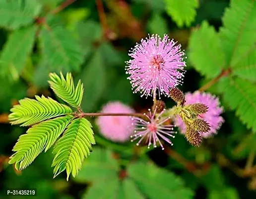 Natural Shy Plant-thumb2