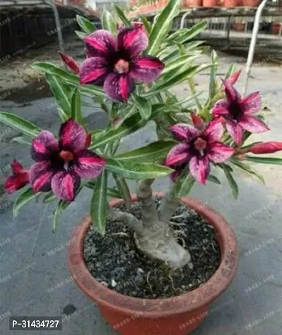 Natural Adenium Plant-thumb0