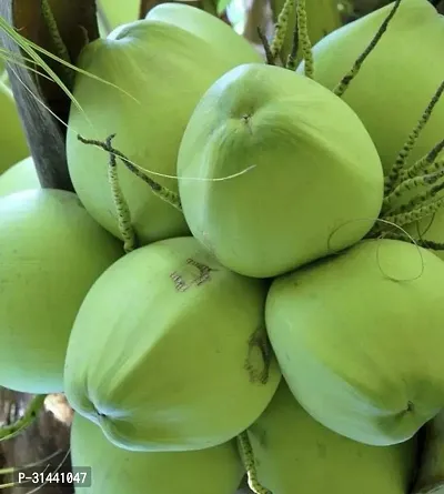 Natural Coconut Plant-thumb0