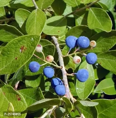 Rudraksha Plant-thumb2