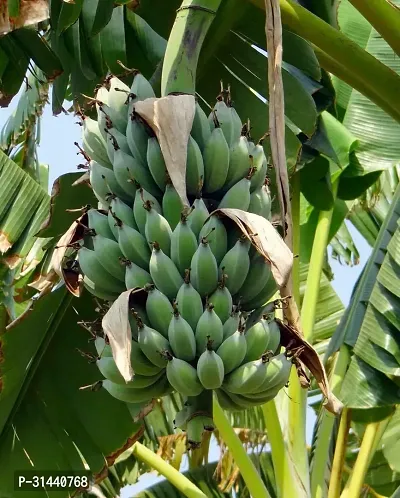 Natural Banana Plant-thumb2