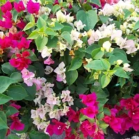 Bougainvillea Plant-thumb1