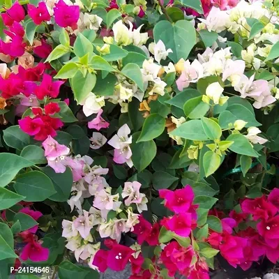 Bougainvillea Plant-thumb2