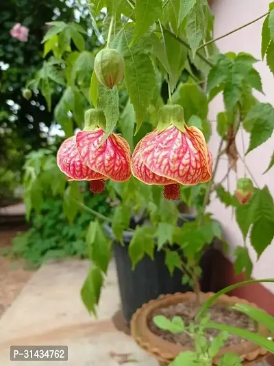 Natural Hibiscus Plant-thumb0