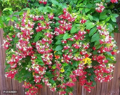 Natural Madhumalti/Rangoon Creeper Plant-thumb0