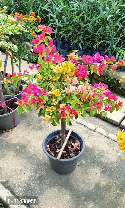 Natural Bougainvillea Plant-thumb0