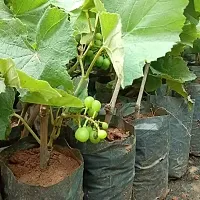 Grape Plant-thumb1