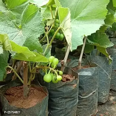 Grape Plant-thumb2