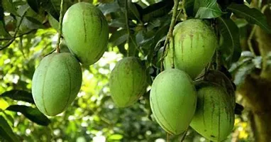 Mango Plant-thumb2