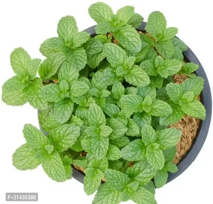 Natural Mint Plant