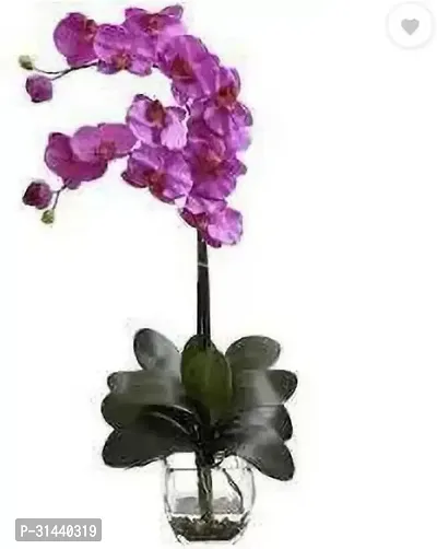 Natural Orchid Plant