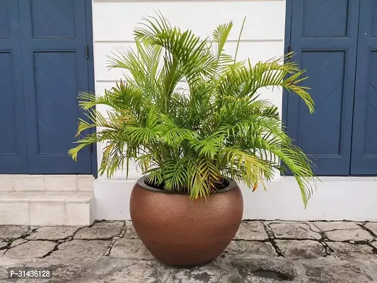 Natural Areca Palm Plant-thumb0