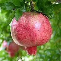 Natural Pomegranate Plant-thumb3