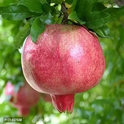 Natural Pomegranate Plant-thumb4