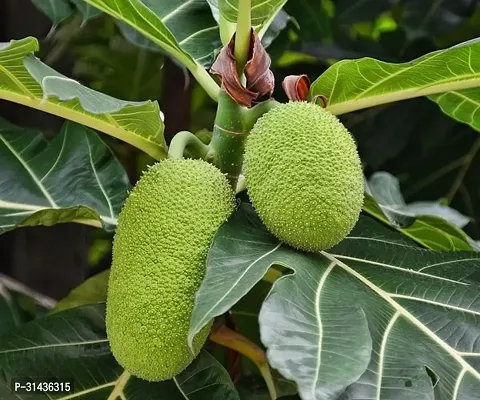 Natural Breadfruit Plant-thumb0