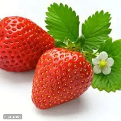 Strawberry Plant