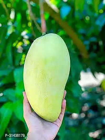 Natural Mango Plant-thumb0