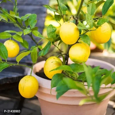 Natural Lemon Plant-thumb0