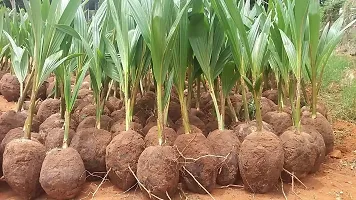 Natural Coconut Plant-thumb2