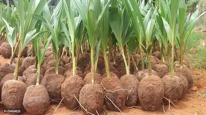 Natural Coconut Plant-thumb3