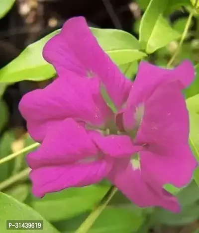 Natural Aparajita/ Butterfly Pea Plant-thumb0