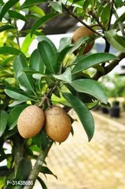 Natural Elaichi/Cardamom Plant