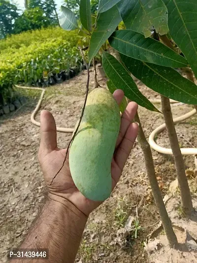 Natural Mango Plant-thumb0