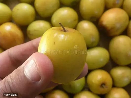 Natural Ber Apple Plant