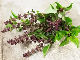 Tulsi Plant-thumb2