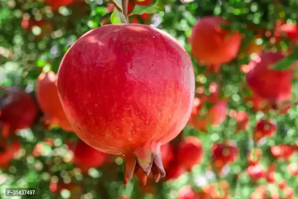 Natural Pomegranate Plant-thumb0