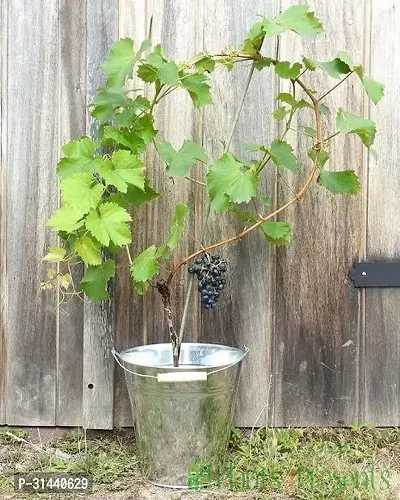 Natural Grapes Plant-thumb0