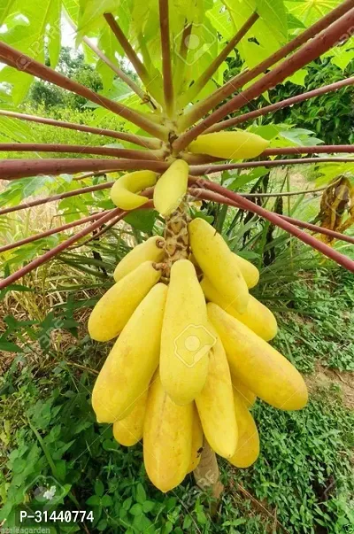 Natural Papaya Plant-thumb0